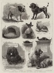 Exposition nationale de chiens de sport et autres à Birmingham